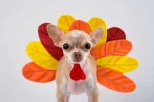 A Chihuahua Turkey