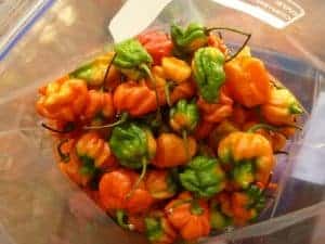 Ripening Scorpions